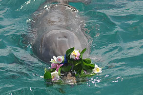 Delfín nadando con una corona de flores