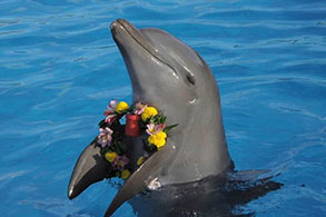 Delfín cargando una corona de flores entre sus aletas